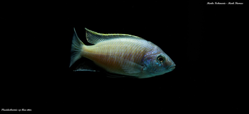 Placidochromis sp. 'blue otter'
